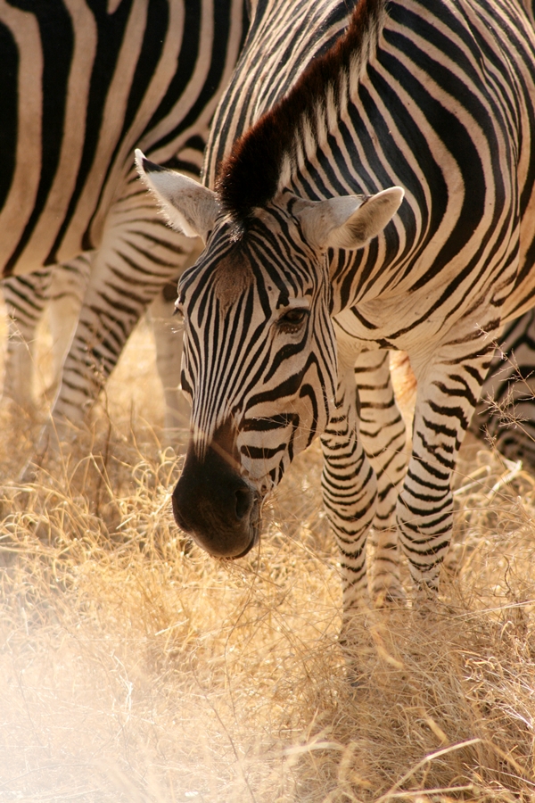 Zebra - Moremi Game Reserve