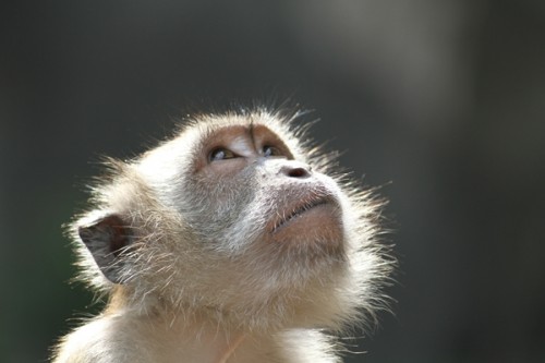 Monkey at the Batu caves in Malaysia